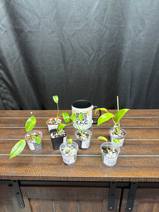 Philodendron Green Congo Nuclear - Baby