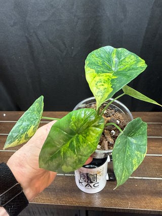 Alocasia Sinuata Aurea