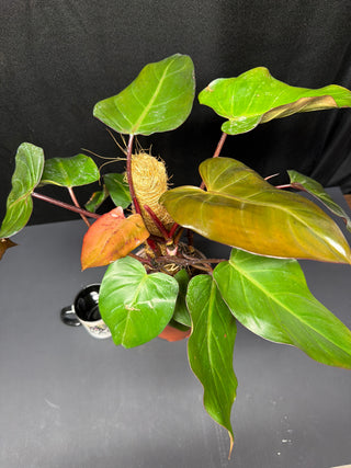 Philodendron Dark Lord 7" Totem