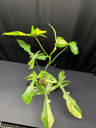 Philodendron Florida Beauty x Mayoi "Fishbone" - 6 Leaves