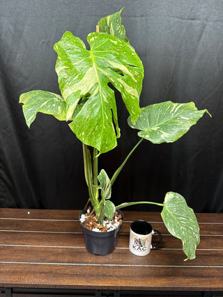 Monstera Tricolor Mutation