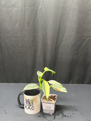 Philodendron Silver Sword Totem