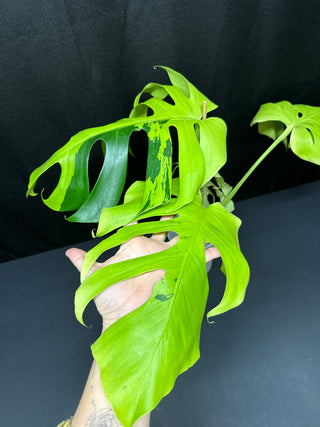 Monstera Lite Lime