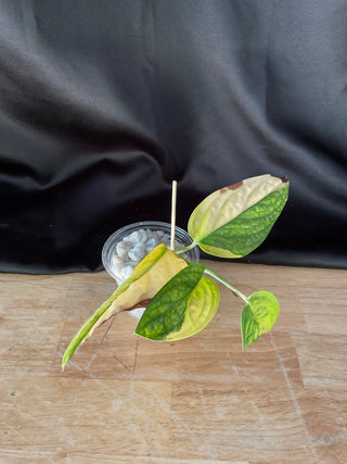 Monstera Peru AR29