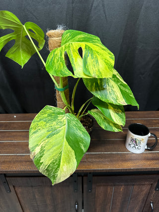 Monstera Aurea Large Form