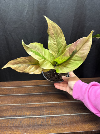Anthurium Renaissance Tricolor