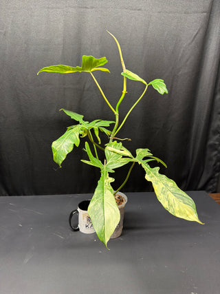 Philodendron Florida Beauty x Mayoi "Fishbone" - 6 Leaves