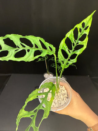 Monstera Obliqua 4" Pot - 4-5 Leaves