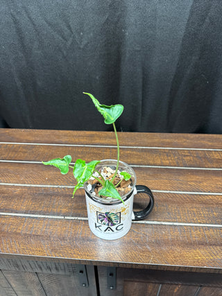Alocasia Frydek Tattoo - Smaller