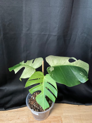 Monstera Mint 2 Leaves