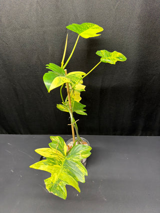 Philodendron Florida Beauty x Mayoi - 6 Leaves
