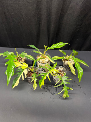 Philodendron Florida Beauty x Tortum