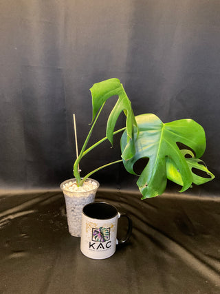 Monstera Brazilian Form 5" Pot - 3 Leaves