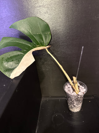 Monstera Albo AR32 1 Leaf