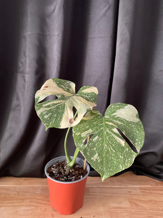 Monstera Creme Brulee 6" Pot - 2 Leaf