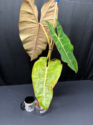 Philodendron Billie x Summer Glory