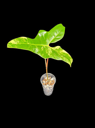 Philodendron Florida Beauty x Billie (Jenifer)