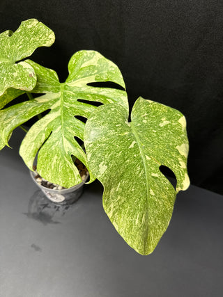 Monstera Platinum