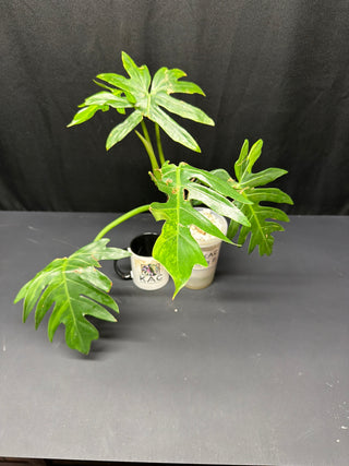 Philodendron Variegated Radiatum 5" Pot