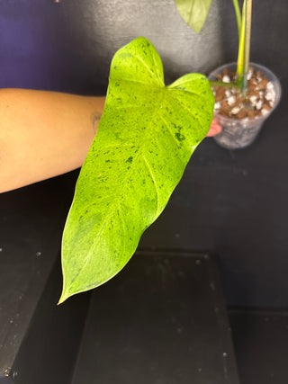 Philodendron Whipple Way White Variegated 3 Leaves