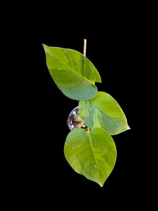 Monstera Green on Green - 3 Leaves