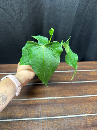 Anthurium Delta Force