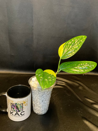Monstera Peru Variegated - 3 Leaves