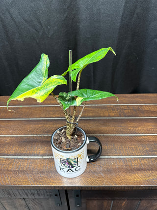 Alocasia Zebrina Dwarf Variegated