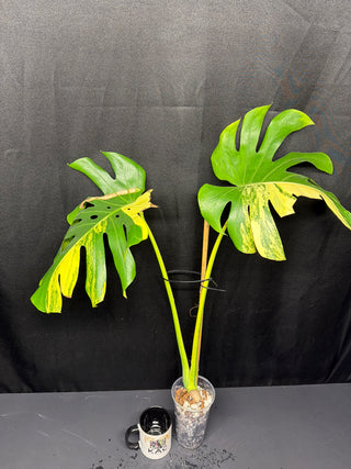 Monstera Yellow Marilyn 2 Leaf Top cut
