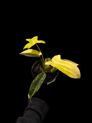 Philodendron Florida Beauty - 4" Pot Growers Choice