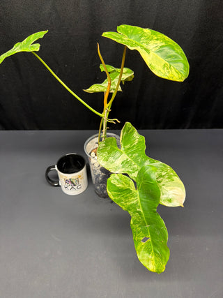 Philodendron 'Jenifer' Florida Beauty x Billie 4" Pot - 5 Leaves