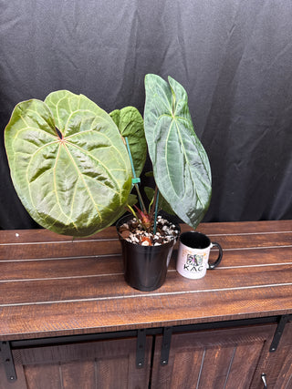 Anthurium KOS x AOS