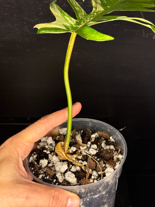Philodendron Florida Beauty x Tortum - 1 Leaf
