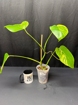 Monstera Aurea - 4 Leaves