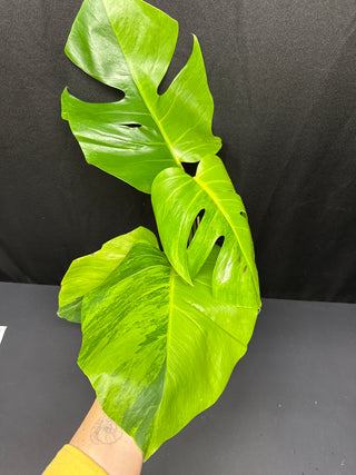 Monstera Green on Green