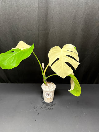 Monstera Albo Sectoral