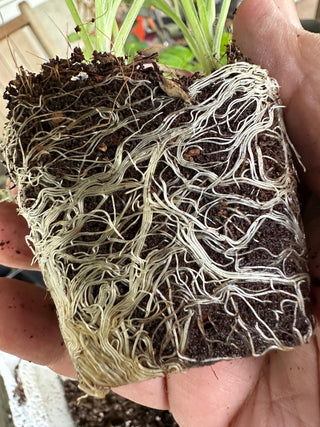 Seedling & Propagation Mix (Large Gallons Only to Start)