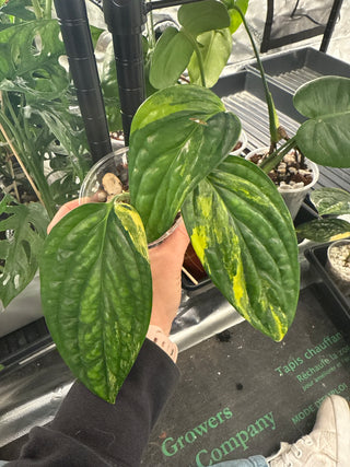 Monstera Peru Variegata - 3 Leaves