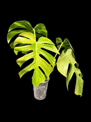 Monstera Jungle Mint - 4 Leaves