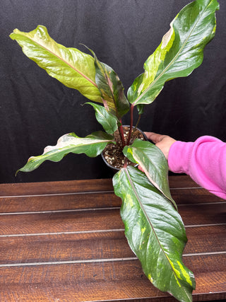 Anthurium Renaissance Tricolor