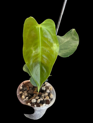 Anthurium Veitchii - 2.5" pot growers choice