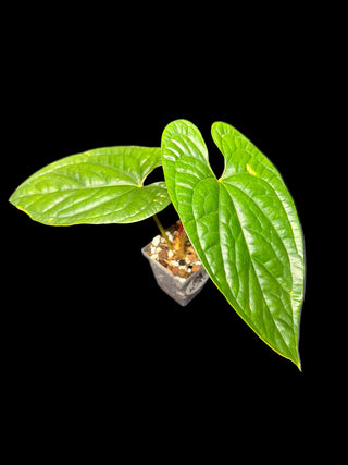 Anthurium Silver