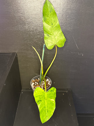 Philodendron Whipple Way White Variegated 3 Leaves