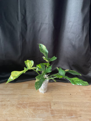 Philodendron Florida Beauty x Mayoi Fishbone 5 Leaves