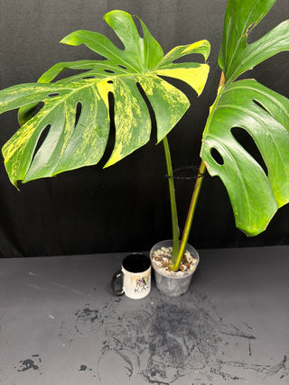 Monstera Yellow Marilyn 2 Leaf Mid-Cut