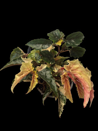 Begonia - Ginny Galaxy - 4"