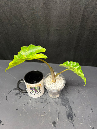 Alocasia Variegated Low Rider - Aurea