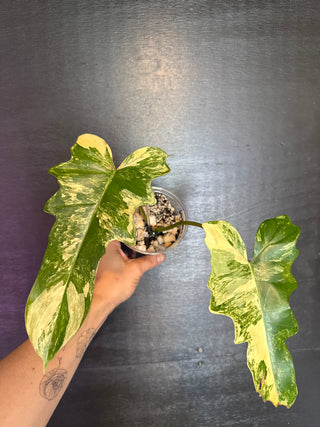 Philodendron Florida Beauty x Mayoi 2 Leaves