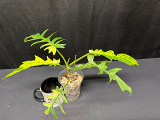 Philodendron Florida Beauty x Tortum - 6 Leaves