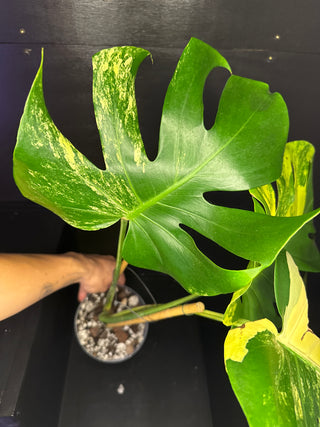 Monstera Pom-Pom 3 Leaves